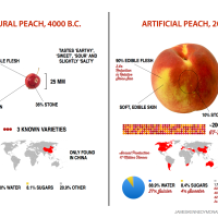 Artificial vs Natural Peach