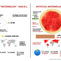 Artificial vs Natural Watermelon & Sweetcorn